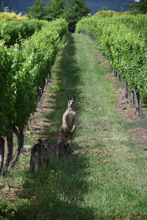 Отель Borrodell Vineyard Ориндж Экстерьер фото